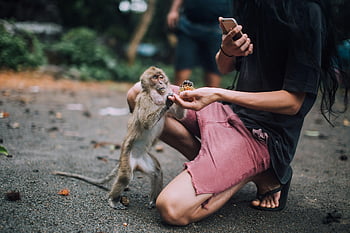 uomo che dà da mangiare alla scimmia, Interazione all'aperto, smartphone, incontro alla fauna selvatica, persona con scimmia, nutrire la fauna selvatica, attività all'aperto, Interazione umana-animale, fotografia naturalistica, esperienza di viaggio, conservazione della fauna selvatica