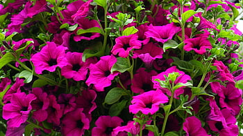 lila virágos virágok, rózsaszínű petúnia, buja virágok, élénk színek, kerti környezetben, virágzó virágok, A természet színei, petunia virágzik, lila virágok, kerti virágok, élénk petúniák