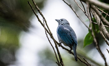 bird, perched, animal, feathers, plumage, beak, bill, bird Watching, ornithology, animal World, nature