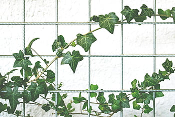 green leafed plant, ivy vine, wire mesh fence, bright wall background, climbing plant, vibrant ivy, green leaves, outdoor plant, wall climbing, ivy on fence, green foliage