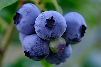 fruct, coacăze, organic, sănătos, boabă