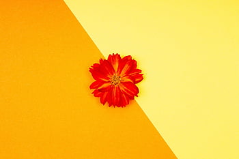 flower, petals, bloom, colorful, design, blooming, nature, hd Wallpaper, wallpaper, texture, flora