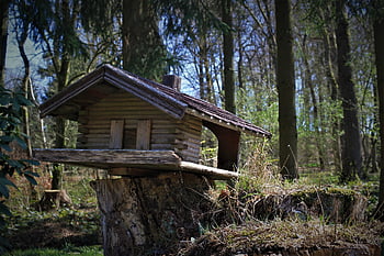 ptačí budka, les, místo krmení, Příroda, ptačí krmítko, dřevo, kmen stromu, přístřeší, stromy, dobrých životních podmínek zvířat, přírodní rezervace