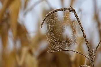 pavoučí síť, web, rosa, pavučina, dewdrop, podzim, Příroda