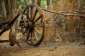 roue de chariot marron, chariot en bois vintage, paysage forestier rustique, branches sèches, chariot abandonné, roue en bois, paysage forestier, cadre rustique, chariot, vieux wagon, sol de la forêt