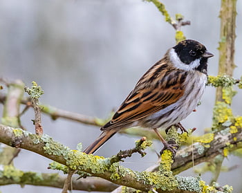 male Reed Bunting, reed Bunting, wetland, reed, songbird, plumage, feathers, avian, branch, male