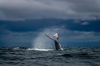 humpback whale, whale tail, ocean, dramatic sky, splash, marine life, wildlife photography, nature, sea, aquatic, wildlife