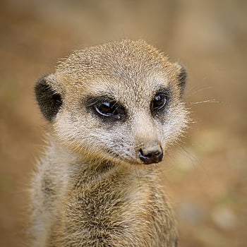 meerkat, däggdjur, natur, djur-, Bra, hår, fauna, söt, närbild