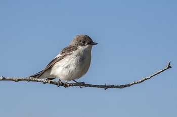 european Pied Flycatcher, ficedula Hypoleuca, bird, avian, branch, autumn, green, wildlife, leaves, nature, fly