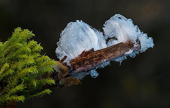haareis, ice Cream, eiswolle, ice Formations, winter, frozen, icy, white