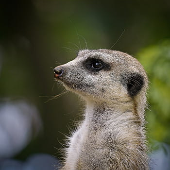 meerkat, däggdjur, natur, djur-, Bra, hår, fauna, Sammanträde, söt, nyfiken