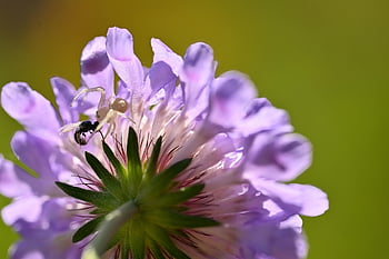 fiore, ragno, insetto, viola, fiorire, aracnide, natura