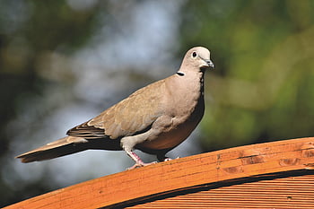 krůtí holub, holubice, Příroda, pták, zvíře, krmení, městský holub, volně žijících živočichů