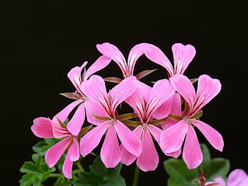 pink flowers, ivy leaf geranium, close-up flowers, dark background, pink geranium, beautiful flowers, floral photography, pink petals, garden flowers, flowering plants, pink blooms