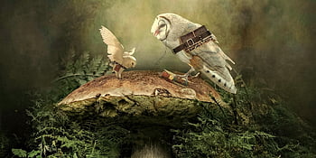 fantasy, forest, owl, teacher, students, mushroom, nature, fairy Tale