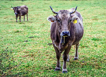 cows, veal, livestock, calf, cattle Raising, animal, ruminant, farm, pastures, meadow, herb