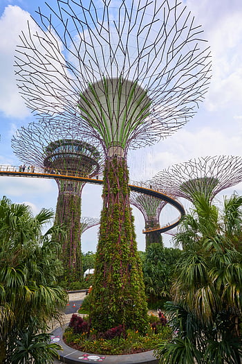 supertree háj, zahrady u zálivu, singapore, zelené stromy, modrá obloha, kultovní mezník, venkovní atrakce, přírodní park, Vertikální zahrady, Ekologický design, Urban Greenery