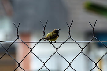 sunbird, bird, olive-backed Sunbird, fence, animal, wire-mesh Fence, wildlife, yellow, black, olive Backed, malaysian