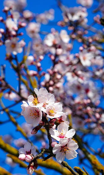 almond Tree, blossom, bloom, almond Blossom, spring, nature