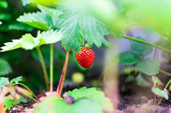 frutta rossa fragola, Fotografia a fuoco selettivo, fragola matura, foglie verdi lussureggianti, giardino, fotografia ravvicinata, pianta di fragole, giardino naturale, fragola fresca, Crescita della fragola, foglie di pianta di fragola