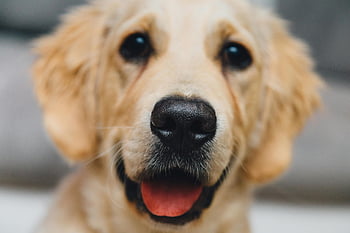 kısa kaplamalı kahverengi köpek, köpek, kahverengi, kısa kaplanmış, Evcil Hayvan, hayvan, sevimli, arkadaş canlısı, köpek yavrusu, kürk