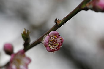 봄, 싹, 새싹, 자라다, 식물, 자연, 성장, 귀공자, 4 월, 생명, 신선한