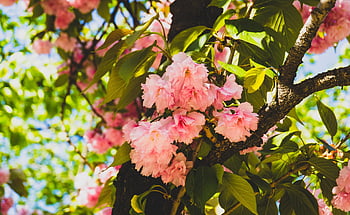 vår, blomst, natur, blomster, kirsebærblomst, anlegg, flora, petal, korea, Republikken, Korea, Daegu