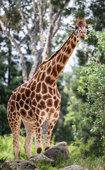 기린, 동물, 포유 동물, giraffa camelopardalis, 동물원, 야생 생물, 아프리카, 동물 상, 초식 동물, 긴 목, 얼룩덜룩 한 코트