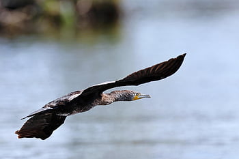kormorán, pták, řeka, zvíře, volně žijících živočichů, Příroda, ornitologie, druh, fauna, ptačí, peří
