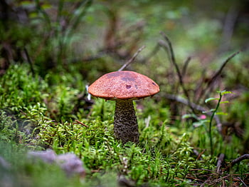 เห็ดสีน้ำตาล, เห็ดชนิดหนึ่ง, ภาพมาโคร, มอสสีเขียว, พื้นป่า, เลือกโฟกัส, การถ่ายภาพธรรมชาติ, เชื้อราป่าไม้, การถ่ายภาพกลางแจ้ง, สภาพแวดล้อมทางธรรมชาติ, โทนสีเอิร์ ธ