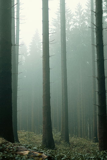 nebbia nella foresta, Serena foresta nebbiosa, alberi alti nella nebbia, NRW Germania, paesaggio forestale, Atmosfera nebbiosa, scenario naturale, fotografia forestale, boschi nebbiosi, foresta pacifica, alberi alti