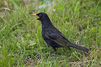 blackbird, male, bird, black, animal, beak, whistle, ali, birds, nature, wild