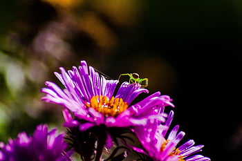 緑のカニのクモ、 アスター、 紫色の花、 庭園、 自然、 昆虫、 クモ