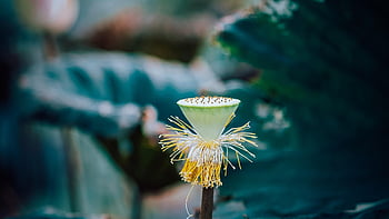 succulent, plant, nature, growth, botany, houseplant, foliage, lotus, flow, water
