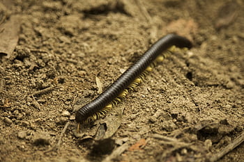 millipede, bug, nature, wildlife, invertebrate, animal, creepy, arthropod, crawling, segmented