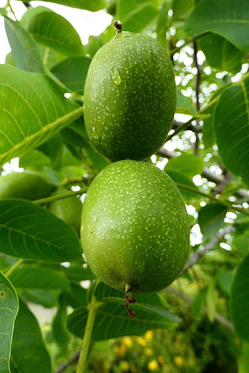 Nussbaum, Obst, Ast, Nuss, grüne Walnuss, Blätter, Baum, Pflanze, organisch, Natur, Nahansicht