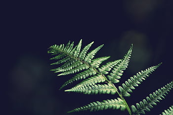 fern, leaf, forest, green, grow, nature, leaves, environment, summer, jungle, botanical