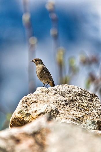 černý redstart, passerine, pták, phoenicurus ochruros, pěvec, zvíře, Příroda, ptačí