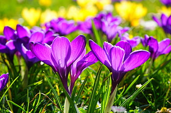 purple flower, bright purple crocus, spring garden, sunny spring, close-up flowers, purple crocus, blooming flowers, spring blooms, garden flowers, purple blooms, springtime flowers