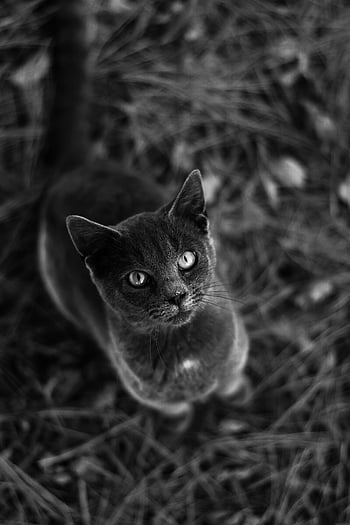 black cat, grass, black and white, outdoor foliage, cat portrait, stunning, gazing upward, nature, monochrome, animal photography, pet photography