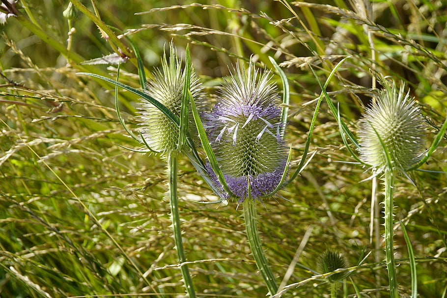 dipsacus, květiny, Příroda, krásné květiny, letní, fialový, květinové tapety, květinové pozadí, květy, louka, Sluneční svit