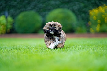 shih Tzu, dog, puppy, animal, cute Dog, adorable Dog, nature, playful Dog, young Dog, young Shih Tzu, pup