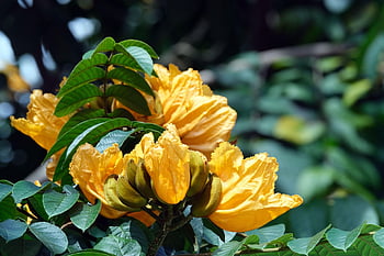 žlutá, květ, flóra, Příroda, africký Tulipán strom, spathodea campanulata