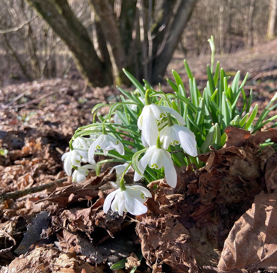 sněženka, květiny, rostlina, bílé květy, květ, jaro, příznaky jara, brzy bloomer, les, lesní podlaha, Příroda