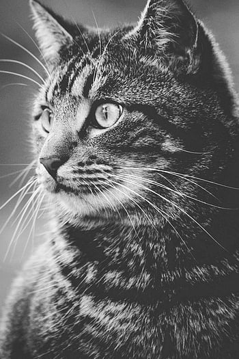 czarno-biały kot, pręgowany kot, fotografia w skali szarości, portret zbliżenie, kocie oczy, kot wąsy, Szczegółowe zdjęcie kota, Monochromatyczny kot, fotografia zwierząt, fotografia zwierzęca, Portret kotów