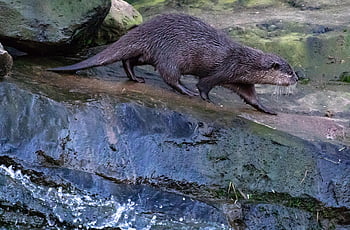 asian Short-clawed Otter, otter, water, grass, playful, cute, mammal, nature, animal, creature, wildlife