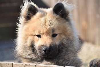 dog, eurasier Olafblue, pet, canine, doggie, nature, adorable, mascot, cute, soft, animal