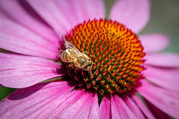 včelí med, fialový coneflower, opylování, coneflower, krásné květiny, květ, echinacea purpurea, zblízka, hmyz, Příroda, flóra pozadí