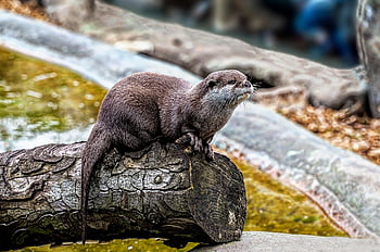 otter, animal, wildlife, zoo, water, nature, landscape, dream, magic, playful