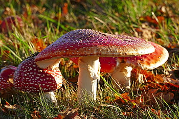mushrooms, toadstools, fly Agaric, fly Amanita, muscaria, red Mushrooms, forest Mushrooms, fungi, forest, nature, closeup